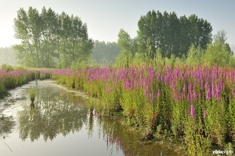 Grote kattenstaart in het Lippenbroek