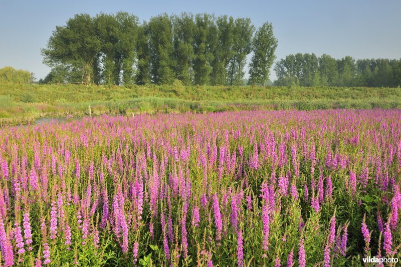 Grote kattenstaart in het Lippenbroek