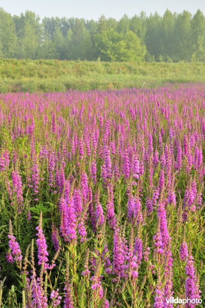 Grote kattenstaart in het Lippenbroek