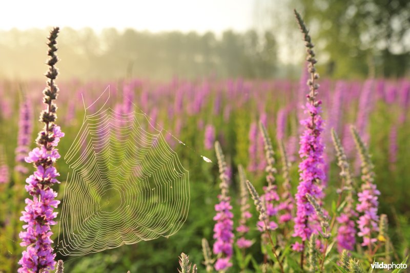 Grote kattenstaart in het Lippenbroek