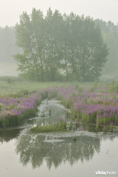Lippenbroek