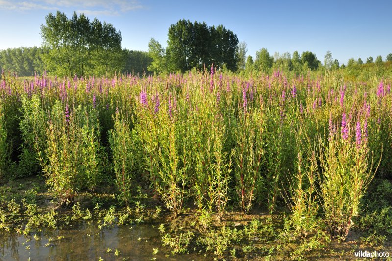 Lippenbroek