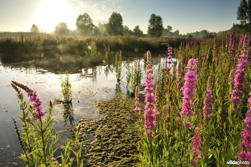 Grote kattenstaart in het Lippenbroek