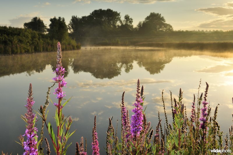 Lippenbroek
