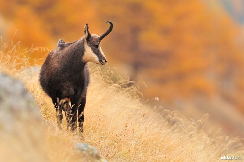 Gems op een alpenhelling