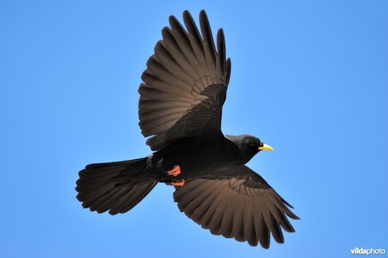 Alpenkauw in vlucht