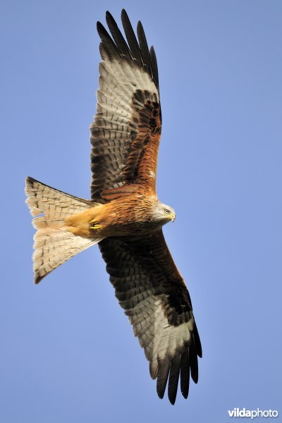 Rode Wouw in vlucht