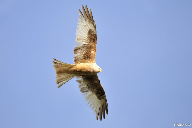 Leucistische Rode Wouw in vlucht