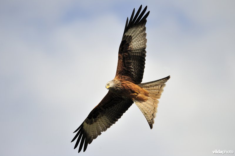 Rode Wouw in vlucht