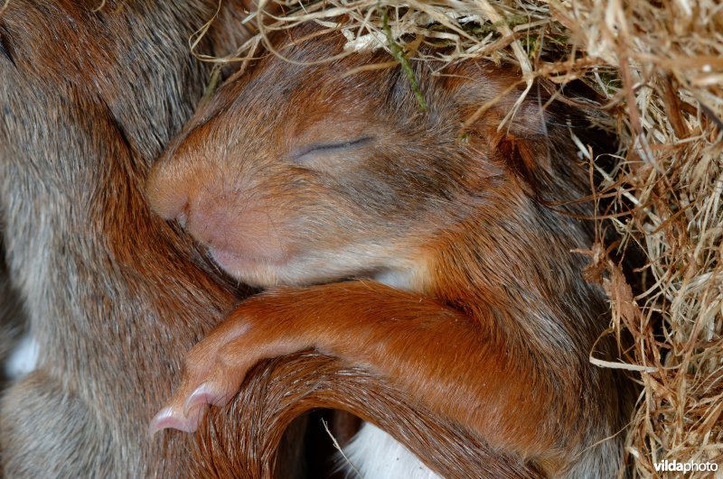 Slapend eekhoorntje