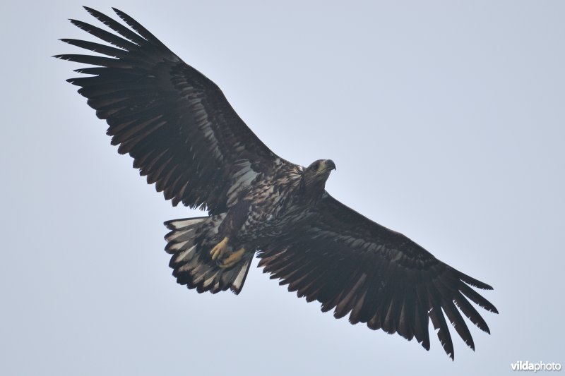 Zeearend in vlucht