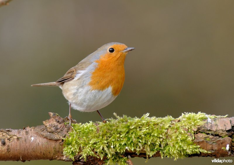 Alerte roodborst