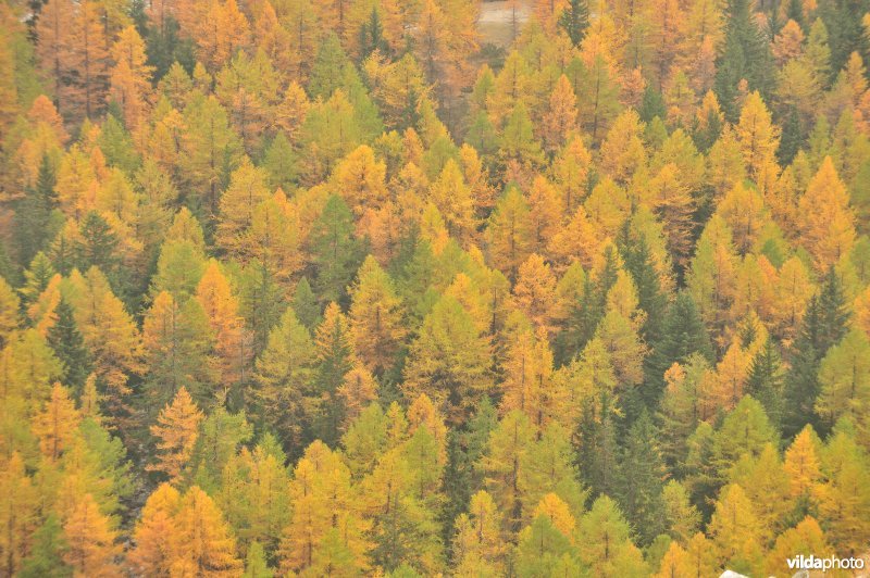 Lorken in de herfst in de Alpen