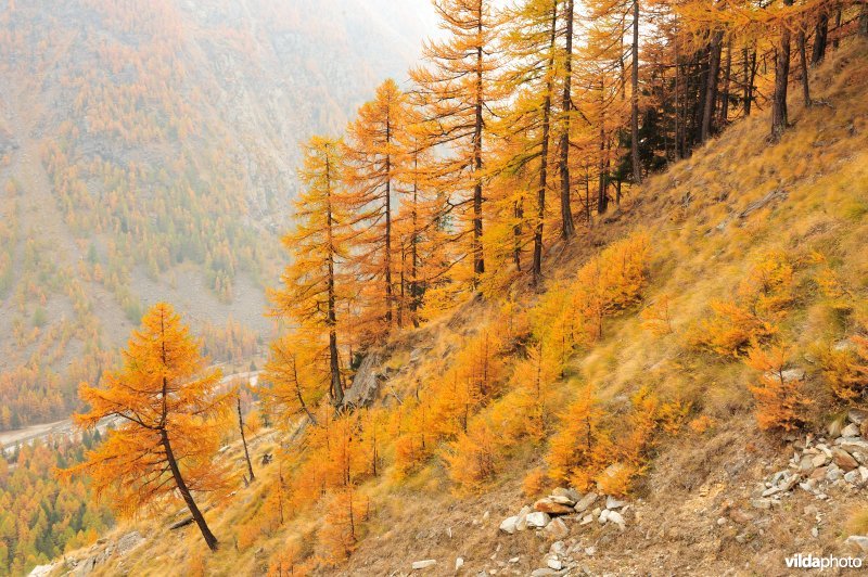 Lorken in de herfst in de Alpen