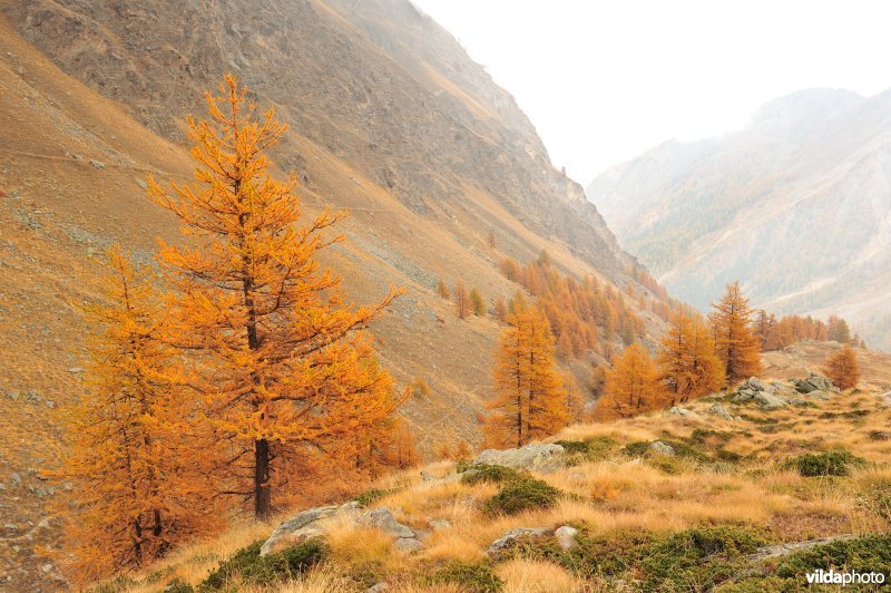 Lorken in de herfst in de Alpen