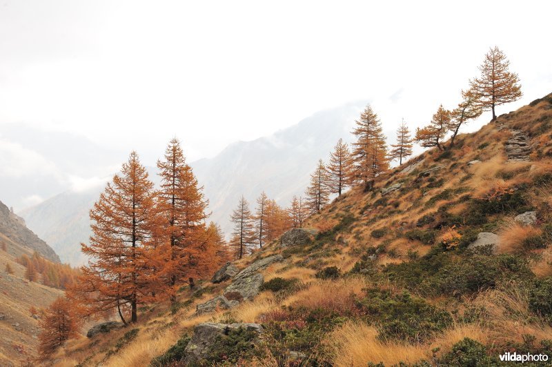 Lorken in de herfst in de Alpen