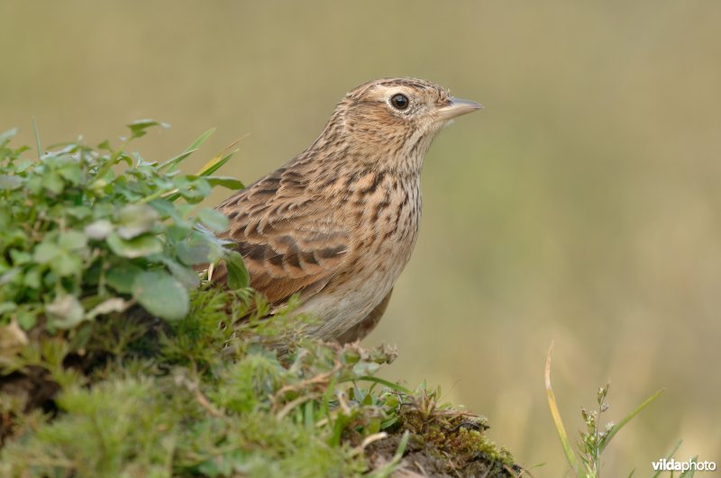 Veldleeuwerik in berm