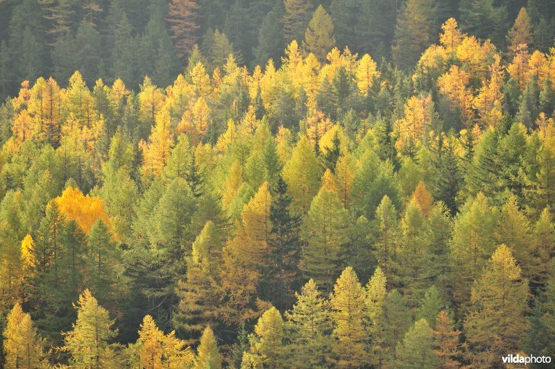 Lorken in de herfst in de Alpen