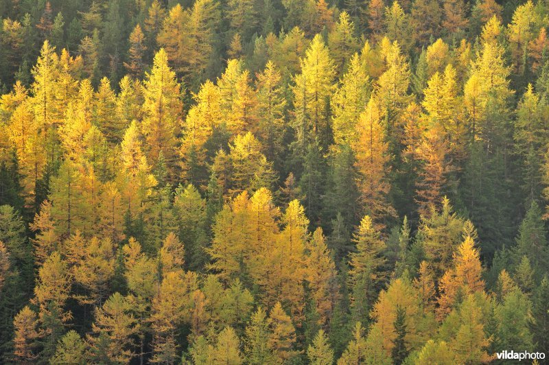 Lorken in de herfst in de Alpen