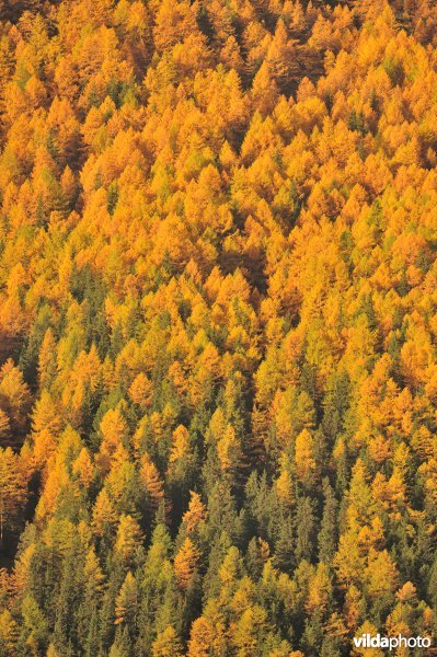 Lorken in de herfst in de Alpen