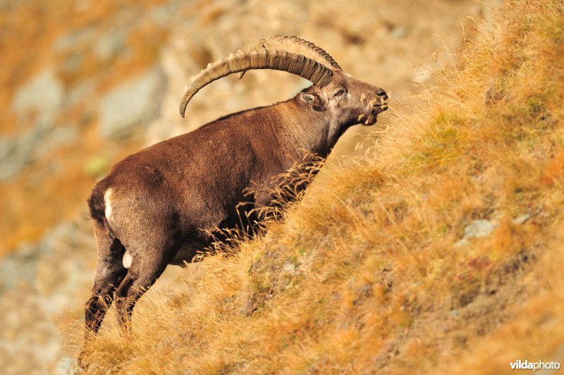 Steenbok op alpenhelling
