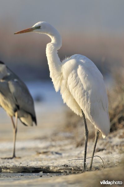 Grote Zilverreiger