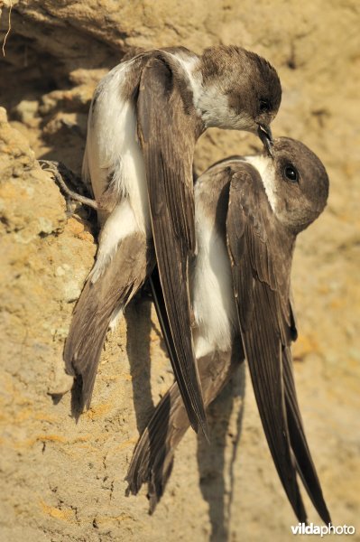 Koppeltje Oeverzwaluwen