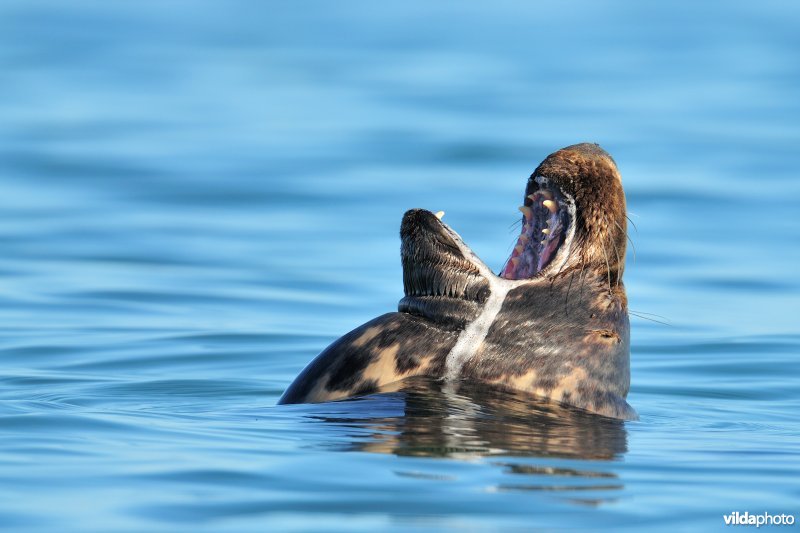 Kwijlende Grijze zeehond