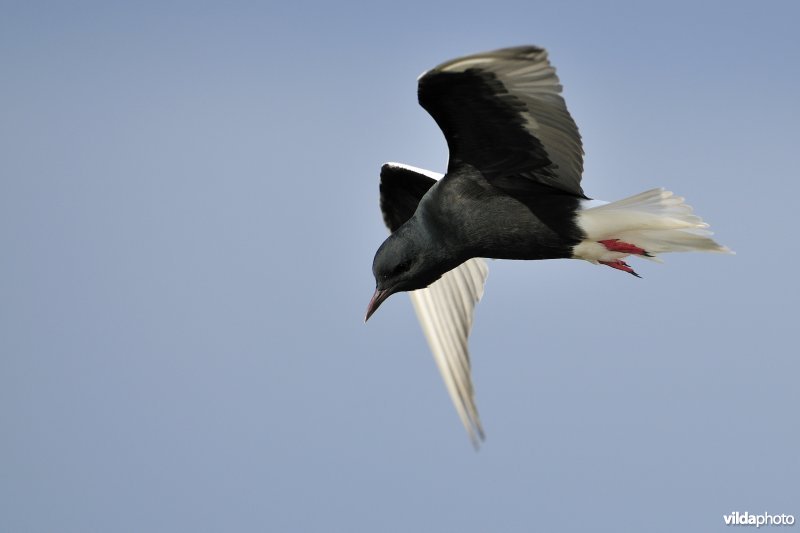 Witvleugelstern in vlucht