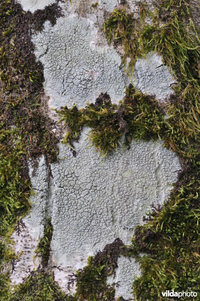 Lecanora subcarpina ?