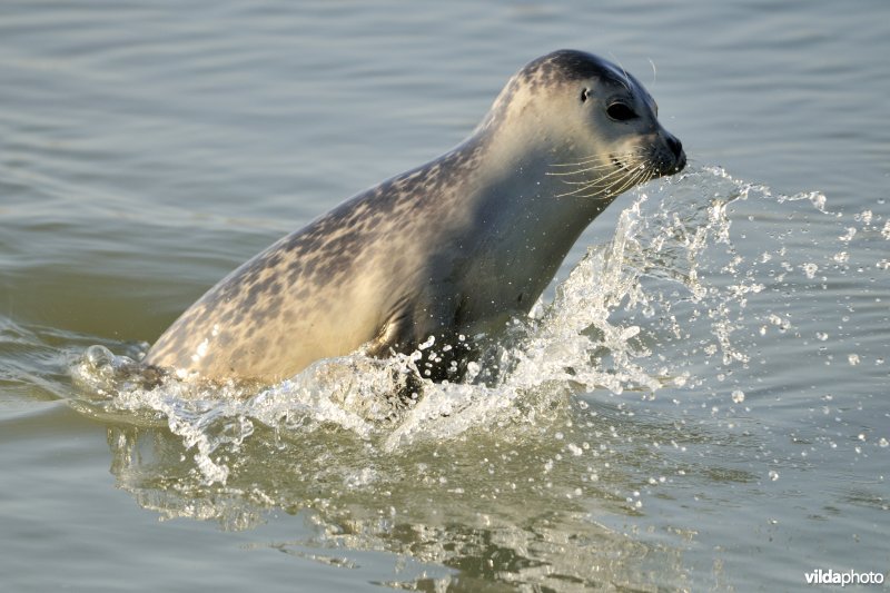 Opspringende zeehond