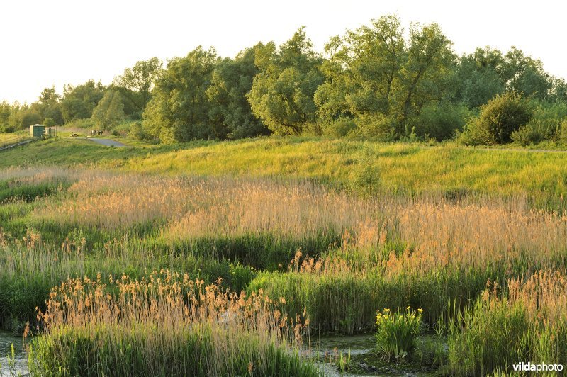 Rietmoerassen in het Lippenbroek