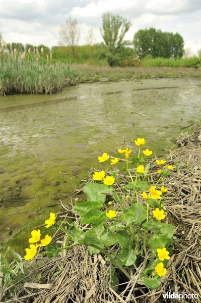 Spindotterbloem aan het Lippenbroek