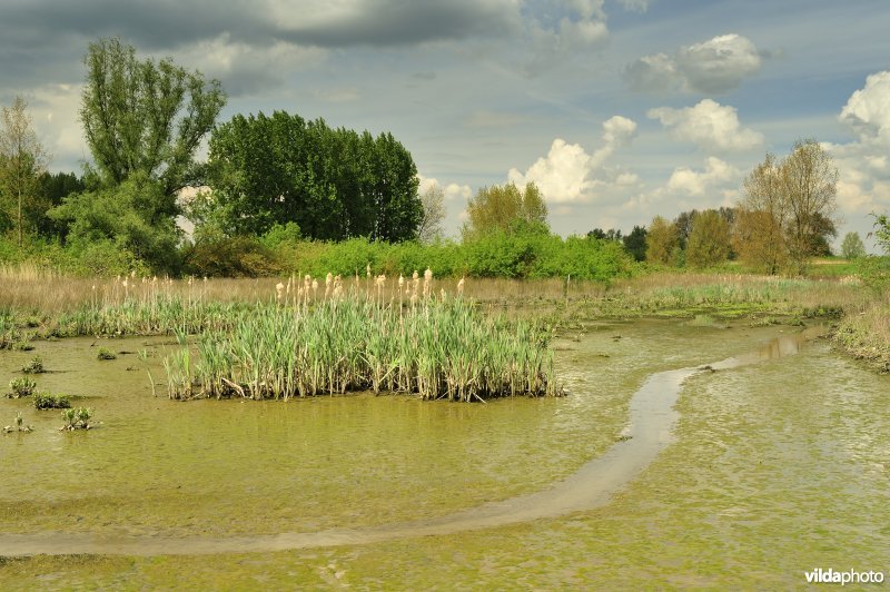 Lippenbroek bij laagtij