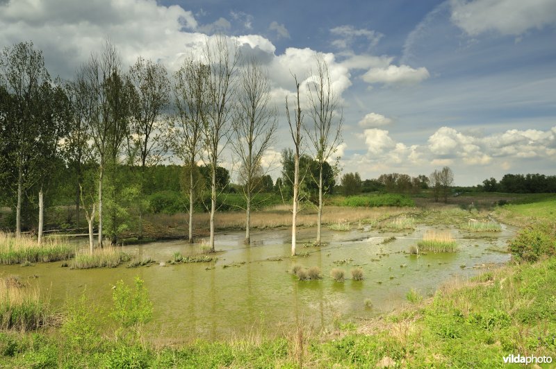 Lippenbroek bij laagtij