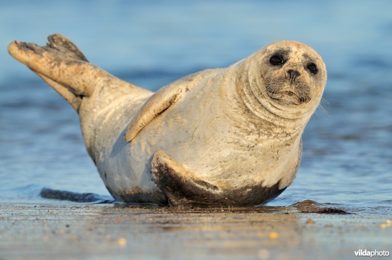 Gewone zeehond