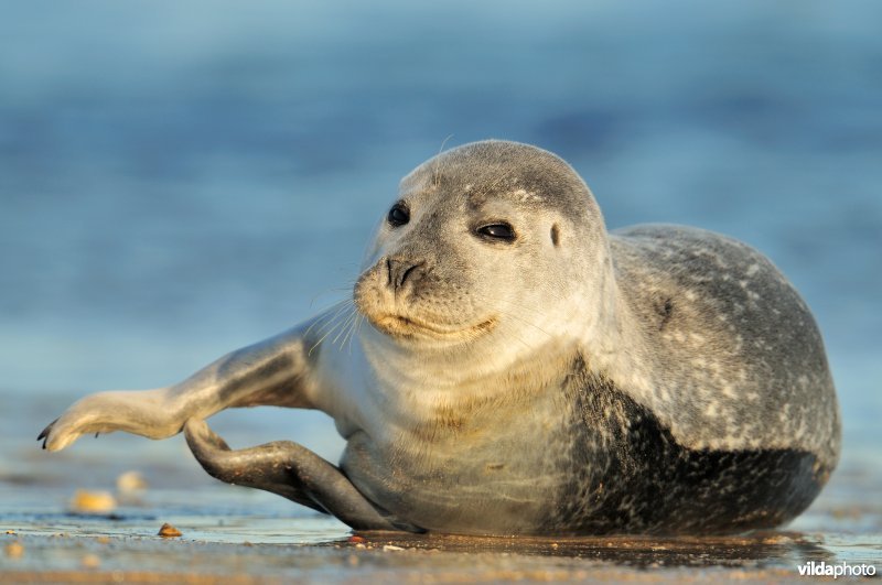 Krabbende zeehond