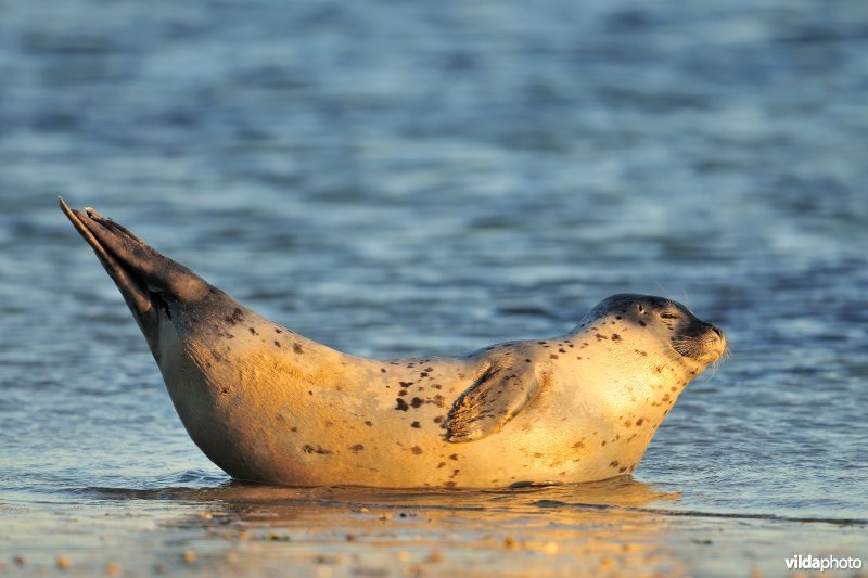 Zeehond geniet van avondzon