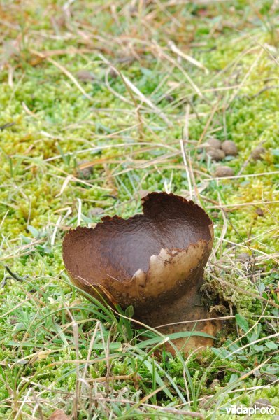Stuifbal in de duinen