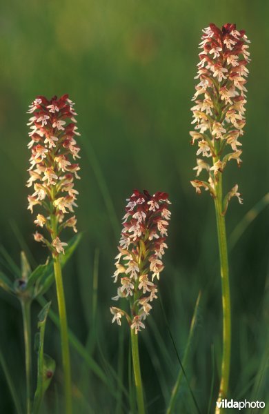 Aangebrande orchis