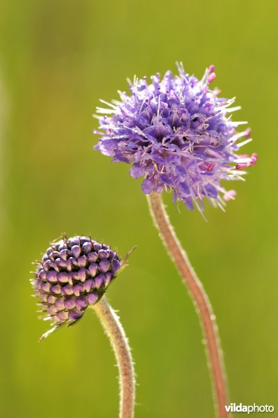 Blauwe knoop