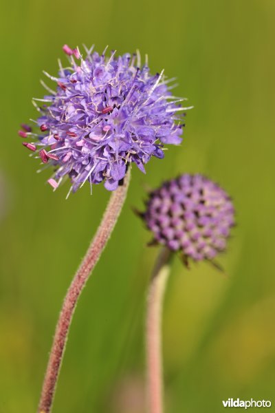 Blauwe knoop