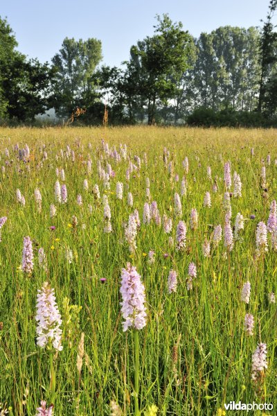 Gevlekte orchissen in de Demervallei