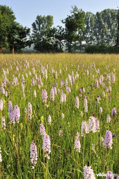 Gevlekte orchissen in de Demervallei