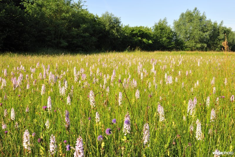 Gevlekte orchissen in de Demervallei