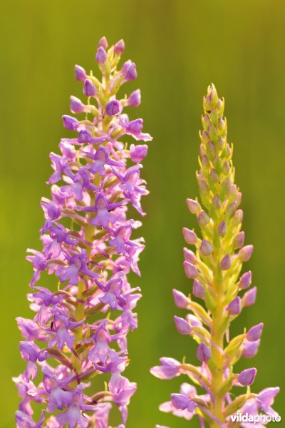 Grote muggenorchis