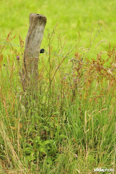 Zaagblad