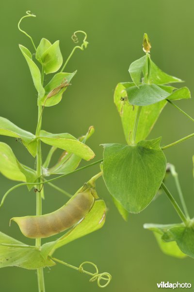 Naakte lathyrus