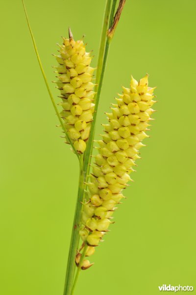 Snavelzegge