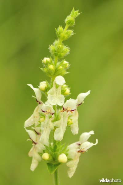 Plantje op kalkhelling Velosnes juli - bergandoorn?